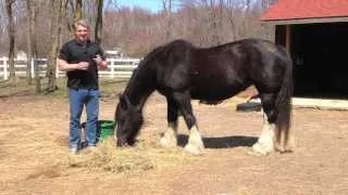 Brian's Response to Day 18 Healing with Horses Tele-Summit