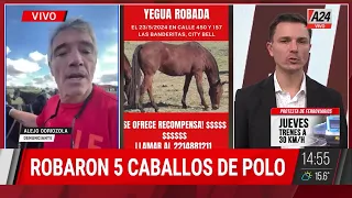🔴🐎 ¿QUÉ HAY DETRÁS DEL ROBO DE CABALLOS?: "Faenan caballos y venden la carne"
