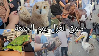 سوق الغزل يوم الجمعة انواع الحيوانات والطيور مخلوقات اول مره تشوفوها ' 2024/4/26