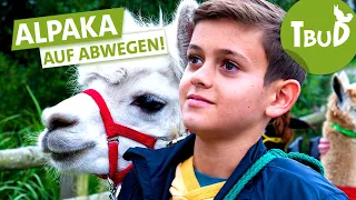 Der verschwundene Pascha (Folge 113) | Tiere bis unters Dach | SWR Plus