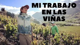 MI TRABAJO EN LAS VIÑAS | ¿Cómo trabajar en Suiza? |