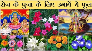 रोज के पूजा के लिए उगायें  ये फूल || पूजा के सबसे अच्छे फूल जो गमले में खिले Best Daily Puja Flowers