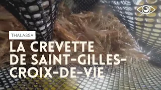 La crevette de Saint-Gilles-Croix-De-Vie - Thalassa