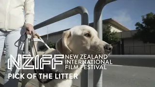 Pick of the Litter (2018) Trailer