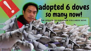 Adopted Eurasian Collared Dove