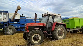 🌾Žně🌾2022🌾sklizeň ječmene🌾1x fortschritt MDW E514,1x MDW e514,Zetor 8145 #8