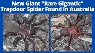 New Giant "Rare Gigantic" Trapdoor Spider Found In Australia, Video went Viral