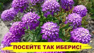 ПОСЕЙТЕ ИБЕРИС ЭТИМ СПОСОБОМ! Получите дружные всходы и пышное цветение!