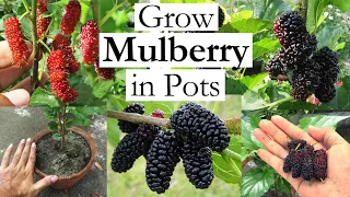 Grow Mulberry in Containers | How to Grow Mulberry Tree in Pots | Growing Mulberries at Home |