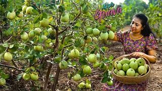 Apple Guavas! layered pudding in no time & guava curry were delicious & scrumptious | Traditional Me