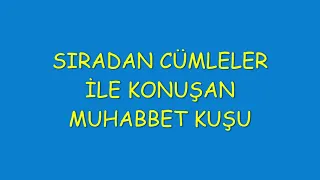 MUHABBET KUŞU KEYİFSİZ CÜMLELER