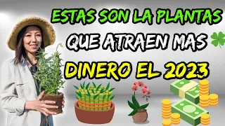 Estas son las plantas que atraen más dinero 💰 el 2023