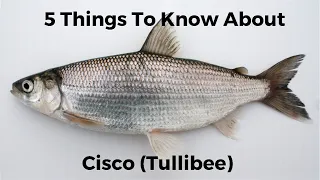 5 Things You Need To Know About Cisco To Help You Catch More Fish!