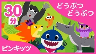 30分連続ピンキッツどうぶつの歌の集め | どうぶつどうぶつ | ピンキッツ童謡