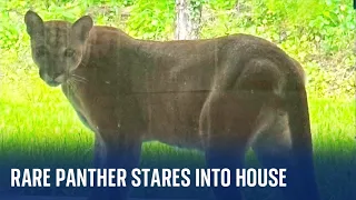 Florida: Rare panther stares through a garden window