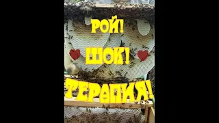 РОЕНИЕ!  ШОК ТЕРАПИЯ!  РОЙ НЕ УЛЕТЕЛ!!