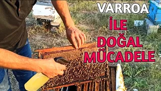 Arılarda Varroa (Bit) İle Organik Mücadele Nasıl Olmalı ne fayda
