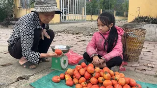 Poor girl spent 4 days harvesting agricultural products. kohlrabi. tomato. pumpkin. and yams