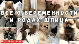 Все о беременности и родах шпица, уход за щенками