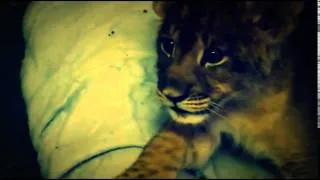 New Animal Funny Videos 2014 Lion Cub Gives Us His Best Roar Funny Videos