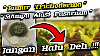 🔴 Buang Waktu...!!! Fungisida Hayati Jamur Trichoderma Untuk Mengatasi Layu Fusarium dan Phytopthora