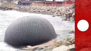 Video: Stinking, bloated blue whale carcass troubles Canadian fishing community