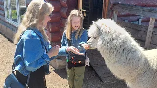 Альпаки, концерт, ремонт и дача #ВЛОГ