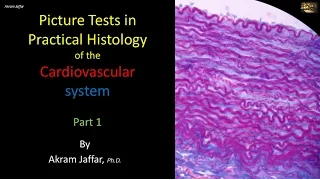 Picture tests in histology of the cardiovascular system 1