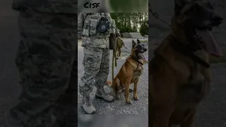 CISF dog trained 🇮🇳❤ #cisf #crpf #shorts #ssf #bsf #assamrifles #itbp #armystatus #youtubeshorts