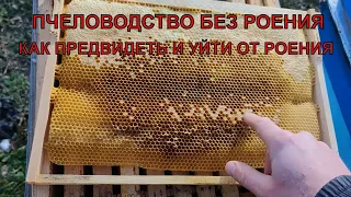 Как избежать роения пчёл как предвидеть начальную стадию роения ☝️🐝