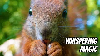 Beautiful squirrel princess. She's amazing. 4K. ASMR.