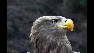 Jacques-Olivier Travers, l'homme qui apprenait à voler aux aigles