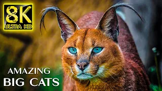 Amazing Big Cats The World 8K Ultra HD - You Probably Didn't Know Nature Sounds With Relaxing Music