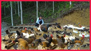 Build duck and chicken coop, grow bananas on the farm. Building farm, free life (ep54)