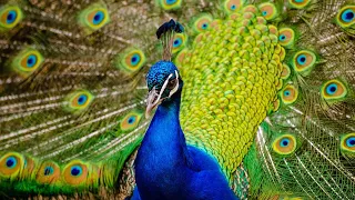 Relaxing Peacock Music, Sound Therapy for Healing, Study, Sleep, Relax  ★26