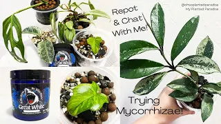 Trying Mycorrhizae - Repotting Houseplants & Chatting!