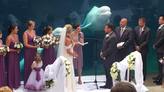 Mystic Aquarium Beluga Whale Wedding Crasher