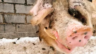 Свиньи на воле / Кабанчик, поросята и свинки гуляют зимой на улице