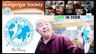 😱52 years on BUDGERIGAR HOBBY🐦| conference with the TOP BREEDER Phil Reaney 🇬🇧 Budgie Planet..