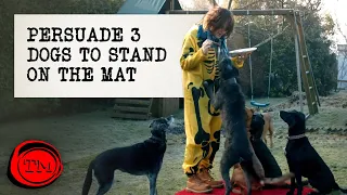 Persuade Three Dogs to Stand on the Mat | Full Task | Taskmaster