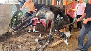 Rescue this female donkey neglected by farmer! Flies wrap it up and it's extremely weak