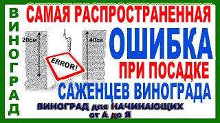 🍇  Эту ошибку при посадке винограда невозможно затем исправить. Посадка саженцев винограда.