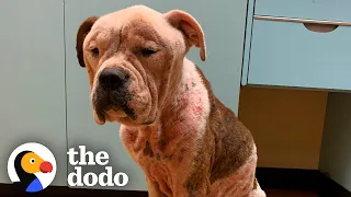 Starving Bulldog Doubles In Size (And Has The Biggest Head!) | The Dodo