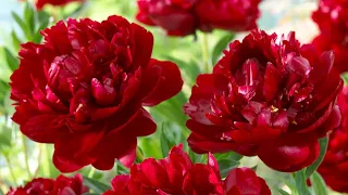 How to Plant Peonies: Spring/Summer Guide