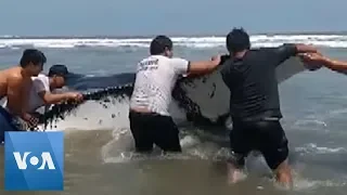 Local Heroes Try to Rescue Beached Whale in Peru