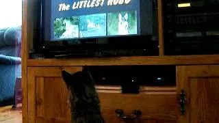 Cat watching TV Littlest Hobo