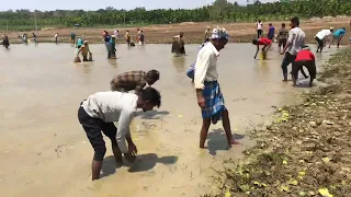 Yalasi kere bete || malnad kere bete || village fishing || hand fishing in Karnataka 🐟