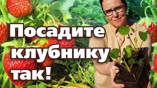 СУПЕР СПОСОБ ПОСАДКИ КЛУБНИКИ. ОТ УРОЖАЯ НЕ БУДЕТ ОТБОЯ