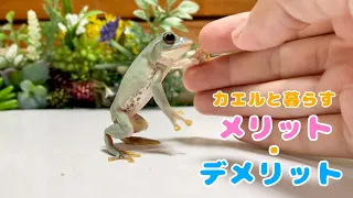 I want you to know before you get a frog! Advantages and disadvantages of keeping frogs