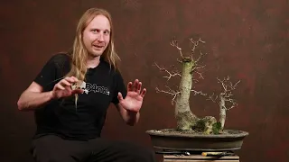 8 Field Maples on their long way to become a bonsai